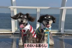 にほんブログ村 犬ブログ 犬のいる暮らしへ