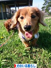 にほんブログ村 犬ブログ 犬のいる暮らしへ