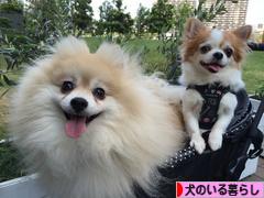 にほんブログ村 犬ブログ 犬のいる暮らしへ