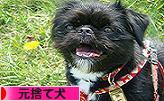 にほんブログ村 犬ブログ 元捨て犬へ
