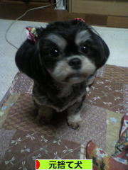 にほんブログ村 犬ブログ 元捨て犬へ