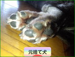 にほんブログ村 犬ブログ 元捨て犬・元保護犬へ