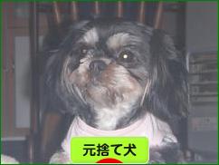 にほんブログ村 犬ブログ 元捨て犬・元保護犬へ