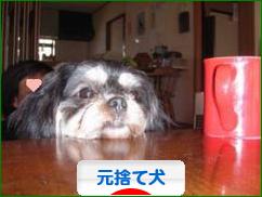 にほんブログ村 犬ブログ 元捨て犬・元保護犬へ