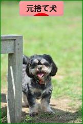 にほんブログ村 犬ブログ 元捨て犬・元保護犬へ