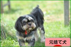 にほんブログ村 犬ブログ 元捨て犬・元保護犬へ