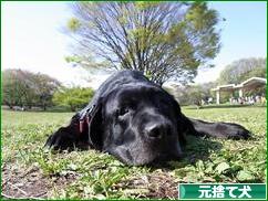 にほんブログ村 犬ブログ 元捨て犬・元保護犬へ