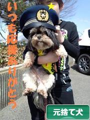 にほんブログ村 犬ブログ 元捨て犬・元保護犬へ