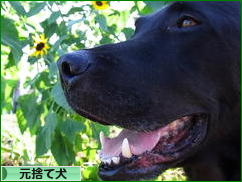 にほんブログ村 犬ブログ 元捨て犬・元保護犬へ
