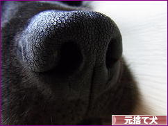にほんブログ村 犬ブログ 元捨て犬・元保護犬へ