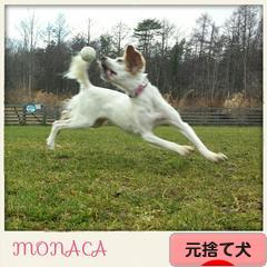 にほんブログ村 犬ブログ 元捨て犬・元保護犬へ