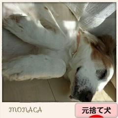にほんブログ村 犬ブログ 元捨て犬・元保護犬へ