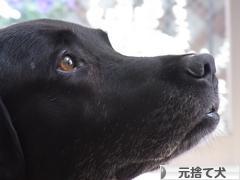 にほんブログ村 犬ブログ 元捨て犬・元保護犬へ