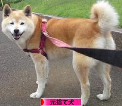にほんブログ村 犬ブログ 元捨て犬・元保護犬へ