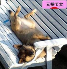 にほんブログ村 犬ブログ 元捨て犬・元保護犬へ
