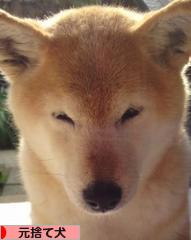 にほんブログ村 犬ブログ 元捨て犬・元保護犬へ