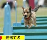 にほんブログ村 犬ブログ 元捨て犬・元保護犬へ