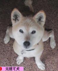 にほんブログ村 犬ブログ 元捨て犬・元保護犬へ