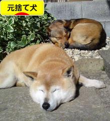 にほんブログ村 犬ブログ 元捨て犬・元保護犬へ
