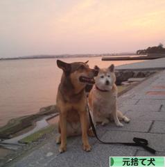 にほんブログ村 犬ブログ 元捨て犬・元保護犬へ