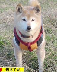 にほんブログ村 犬ブログ 元捨て犬・元保護犬へ