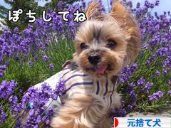 にほんブログ村 犬ブログ 元捨て犬・元保護犬へ