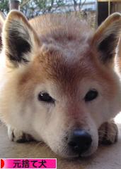 にほんブログ村 犬ブログ 元捨て犬・元保護犬へ