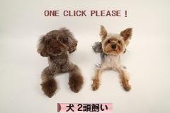 にほんブログ村 犬ブログ 犬 ２頭飼いへ