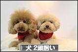 にほんブログ村 犬ブログ 犬 ２頭飼いへ