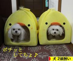 にほんブログ村 犬ブログ 犬 ２頭飼いへ