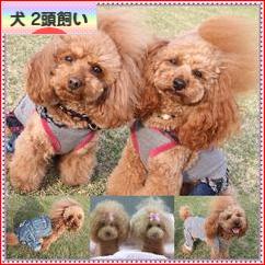 にほんブログ村 犬ブログ 犬 2頭飼いへ