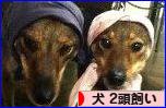 にほんブログ村 犬ブログ 犬 ２頭飼いへ