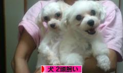 にほんブログ村 犬ブログ 犬 ２頭飼いへ