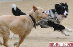 にほんブログ村 犬ブログ 犬 ２頭飼いへ