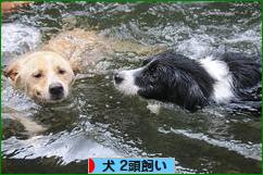 にほんブログ村 犬ブログ 犬 2頭飼いへ
