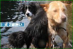 にほんブログ村 犬ブログ 犬 ２頭飼いへ