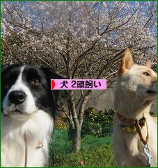 にほんブログ村 犬ブログ 犬 2頭飼いへ