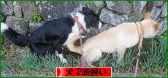 にほんブログ村 犬ブログ 犬 ２頭飼いへ
