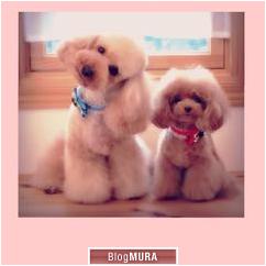 にほんブログ村 犬ブログ 犬 ２頭飼いへ