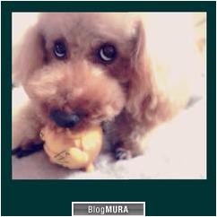 にほんブログ村 犬ブログ 犬 2頭飼いへ