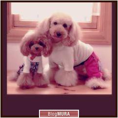 にほんブログ村 犬ブログ 犬 ２頭飼いへ