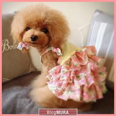 にほんブログ村 犬ブログ 犬 ２頭飼いへ