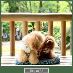 にほんブログ村 犬ブログ 犬 ２頭飼いへ