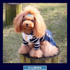 にほんブログ村 犬ブログ 犬 ２頭飼いへ