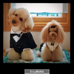 にほんブログ村 犬ブログ 犬 ２頭飼いへ