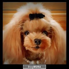 にほんブログ村 犬ブログ 犬 ２頭飼いへ