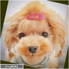 にほんブログ村 犬ブログ 犬 ２頭飼いへ