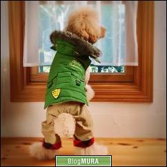 にほんブログ村 犬ブログ 犬 ２頭飼いへ