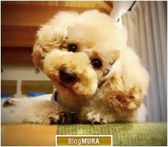 にほんブログ村 犬ブログ 犬 ２頭飼いへ