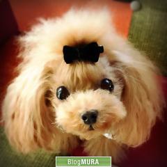 にほんブログ村 犬ブログ 犬 ２頭飼いへ